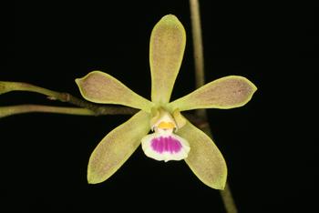 Rare Encyclia mapuerae orchid plant young plant